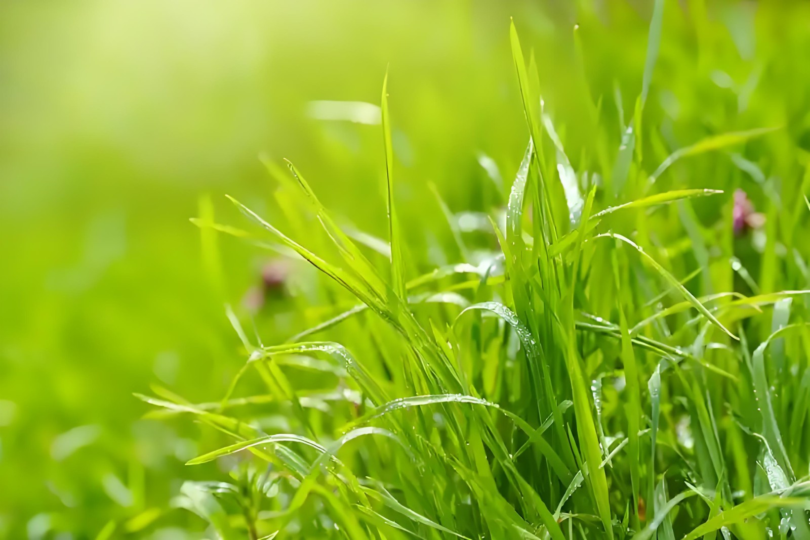 市长莅临鼓干劲，小草绿能表决心&mdash;&mdash;牢记嘱托深耕绿色新材料赛道